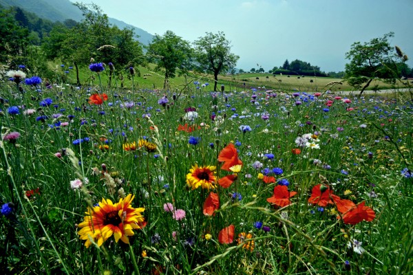tretto-schio-foto-marco-adriani-3